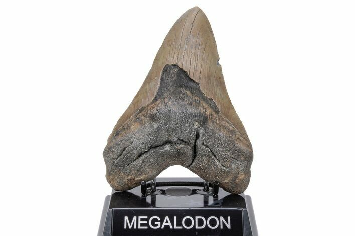 Huge, Fossil Megalodon Tooth - North Carolina #219982